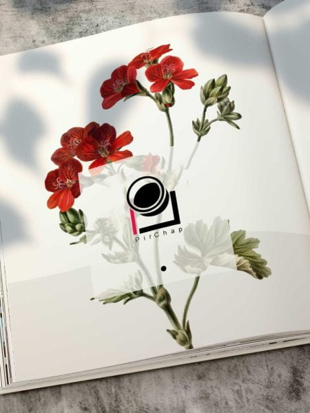 magazine-pirchap